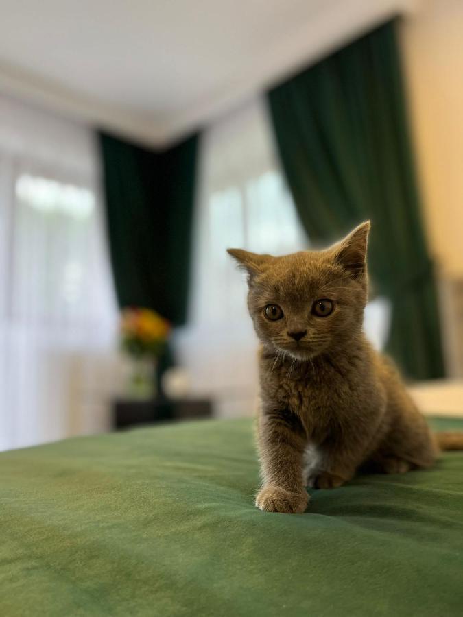 Hotel Vila Calimanel Vatra Dornei Zewnętrze zdjęcie